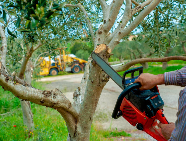 Large Tree Removal in Charlotte, MI